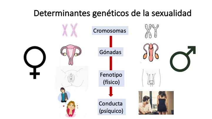 Diferencia entre el ADN masculino y femenino