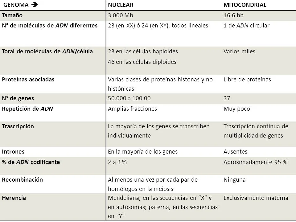 Diferencia entre el ADN mitocondrial y el ADN nuclear
