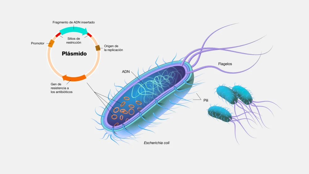Diferencia entre el ADN plasmídico y el ADN cromosómico