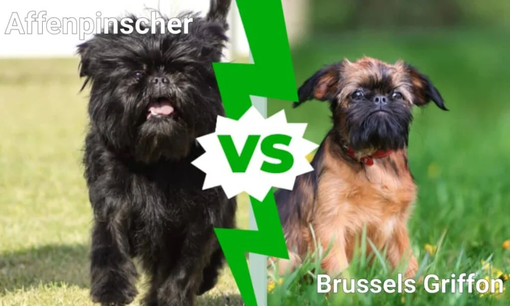 Diferencia entre el Affenpinscher y el Grifón de Bruselas