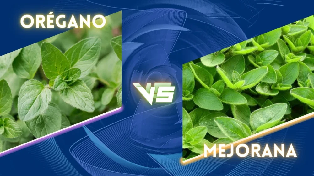 Diferencia entre el orégano y la mejorana