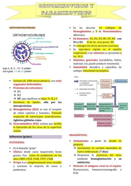 Diferencia entre el paramixovirus y el ortomixovirus