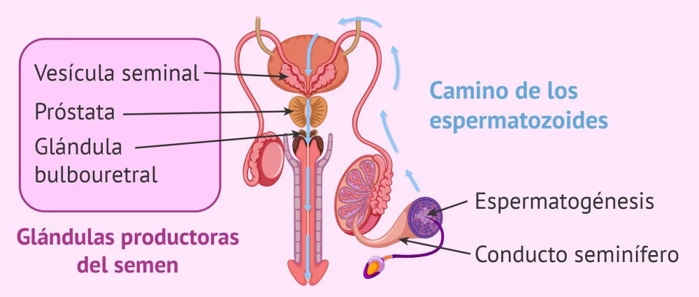 Diferencia entre esperma y semen