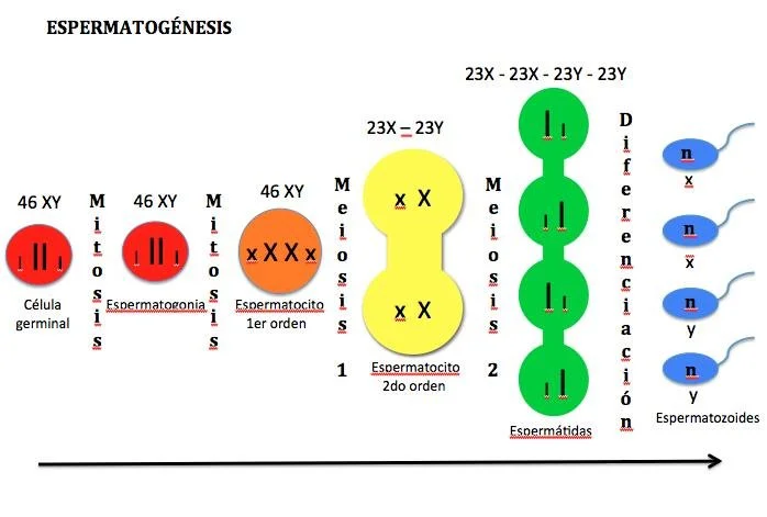 Diferencia entre espermátidas y espermatozoides