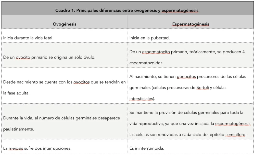 Diferencia entre espermatogénesis y espermiogénesis