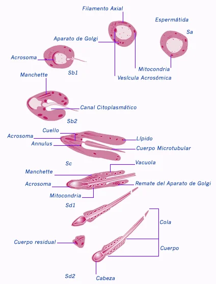 Diferencia entre espermiogénesis y espermiación