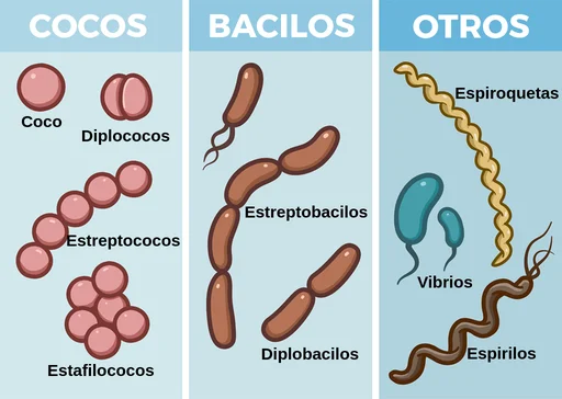 Diferencia entre espirilas y espiroquetas