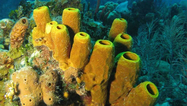 Diferencia entre esponjas y protozoos