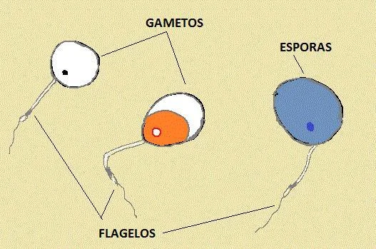 Diferencia entre esporas y gametos