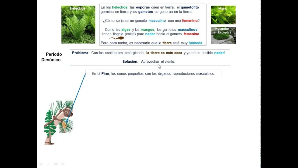 Diferencia entre esporas y semillas