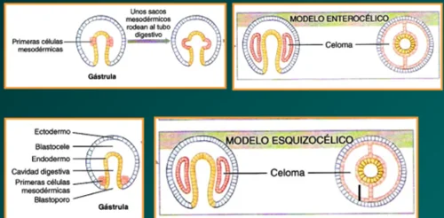 Diferencia entre esquizocélico y enterocélico