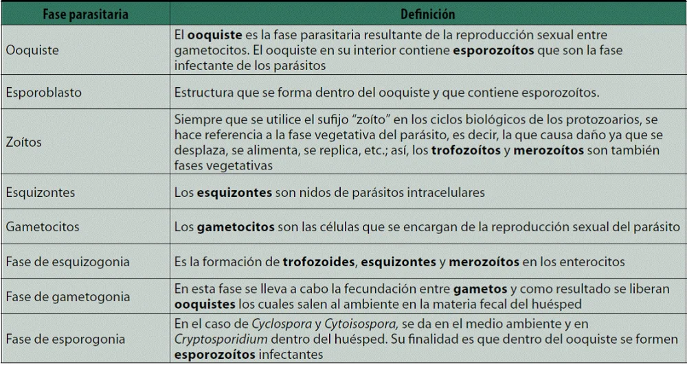 Diferencia entre esquizogonia y esporogonia