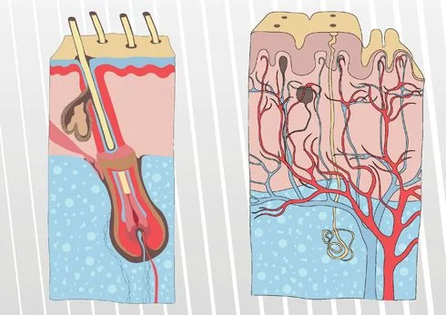 Diferencia entre glándulas sebáceas y glándulas sudoríparas