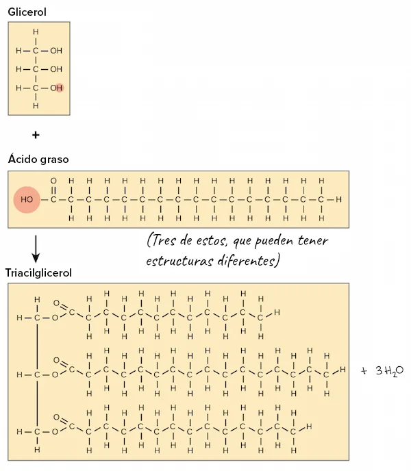 Diferencia entre glicerol y ácidos grasos