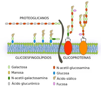 Diferencia entre glicolípido y glicoproteína