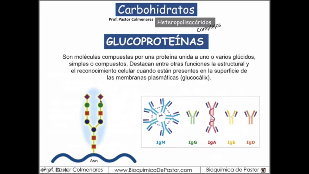 Diferencia entre glicoproteína y mucoproteína