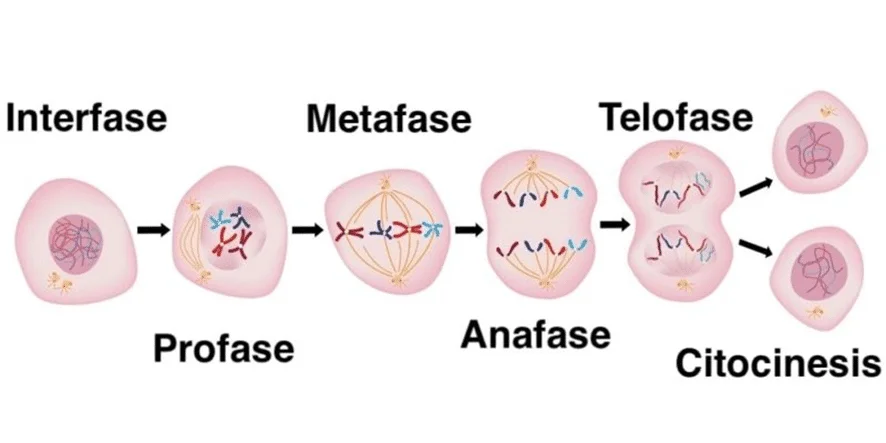 Diferencia entre interfase y profase