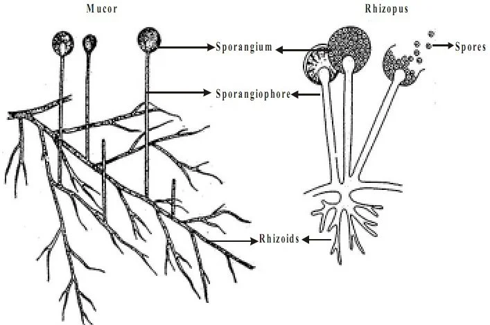 Diferencia entre Mucor y Rhizopus