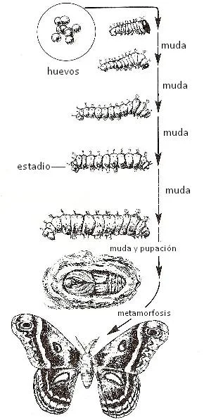 Diferencia entre muda y metamorfosis