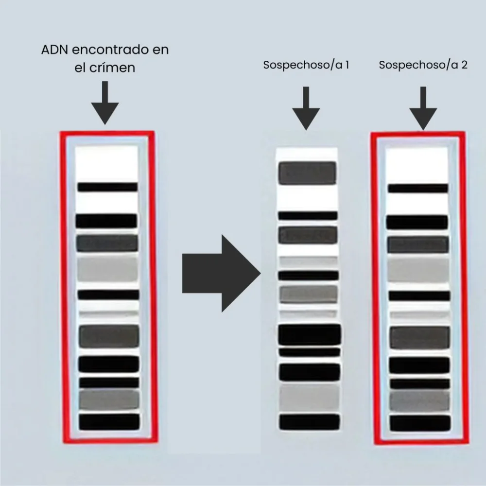 ¿Por qué la invención de la PCR hizo posible la huella genética del ADN?