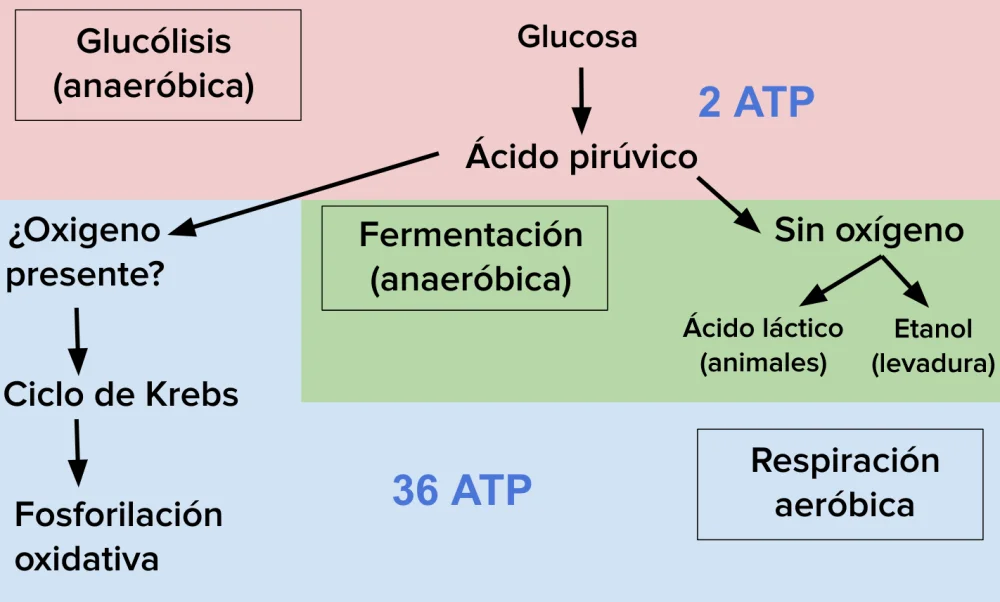 ¿Por qué la respiración celular es un proceso aeróbico?