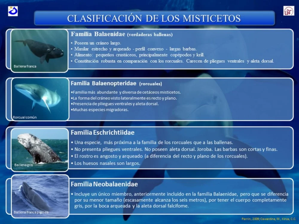 ¿Por qué las ballenas no se agrupan en los peces?
