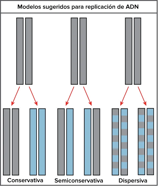 ¿Por qué se describe la replicación del ADN como semiconservativa?