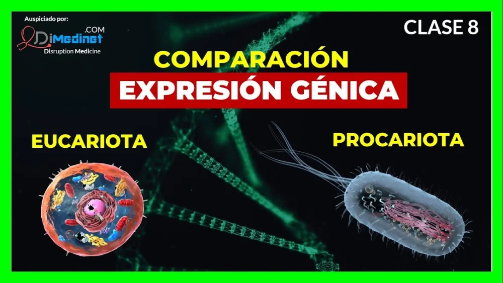 Comparar y contrastar la expresión génica procariota y eucariota Ciencia