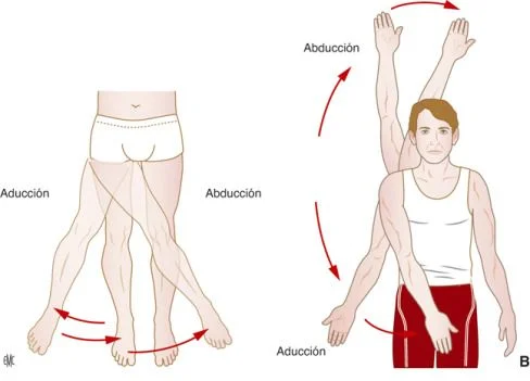 Diferencia entre abducción y aducción Ciencia