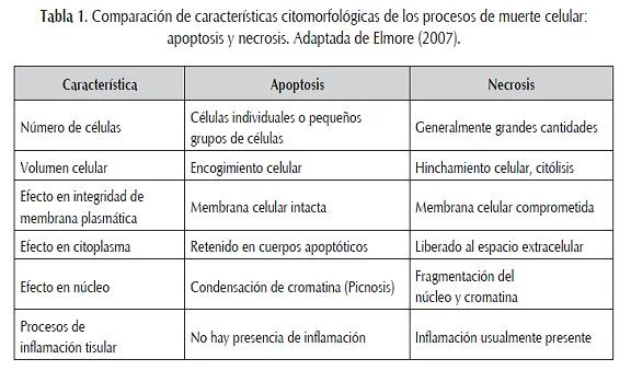 Diferencia entre apoptosis y senescencia