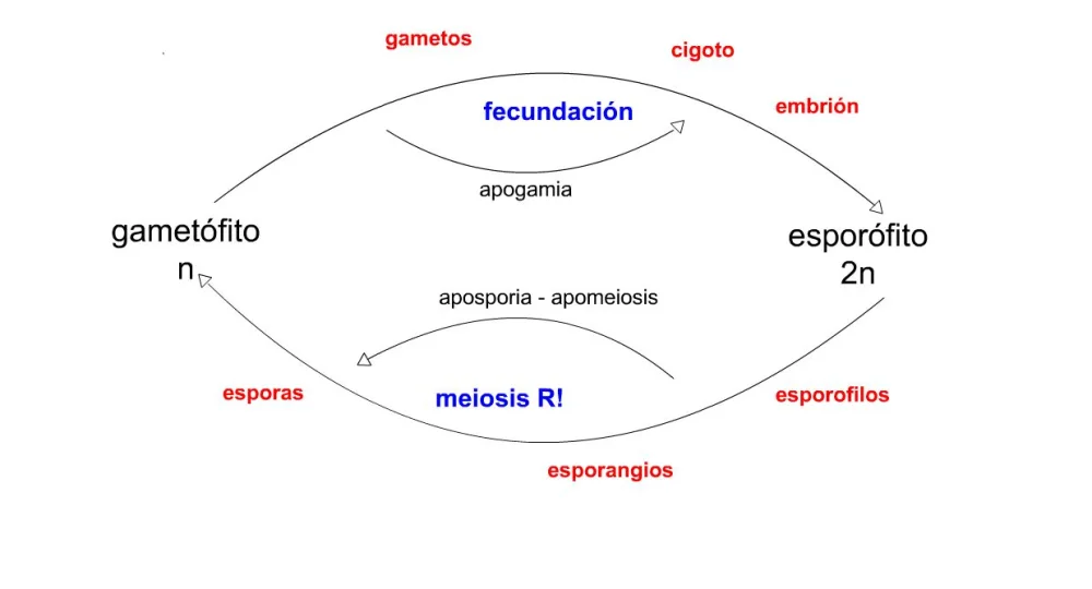 Diferencia entre aposporía y apogamia