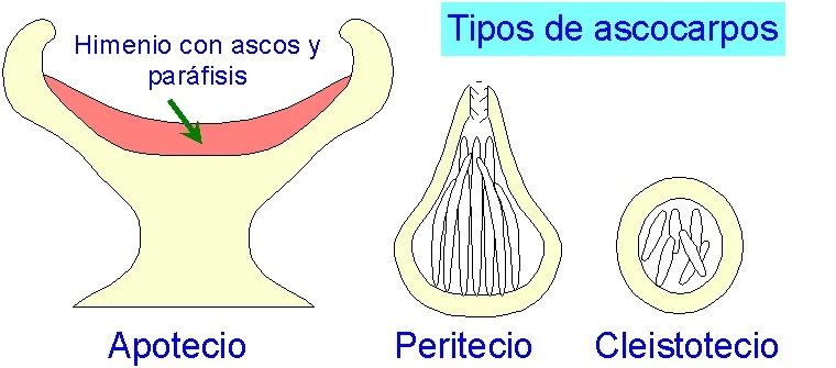 Diferencia entre apotecio y peritecio