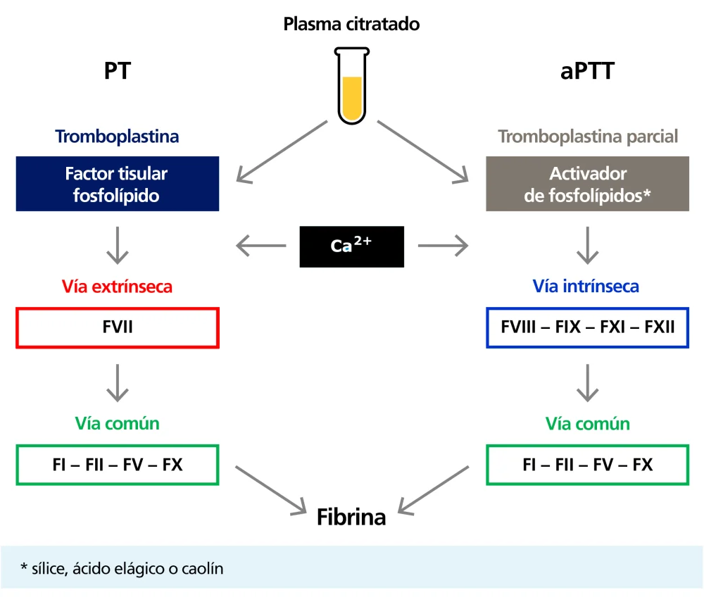 Diferencia entre aPTT y PTT