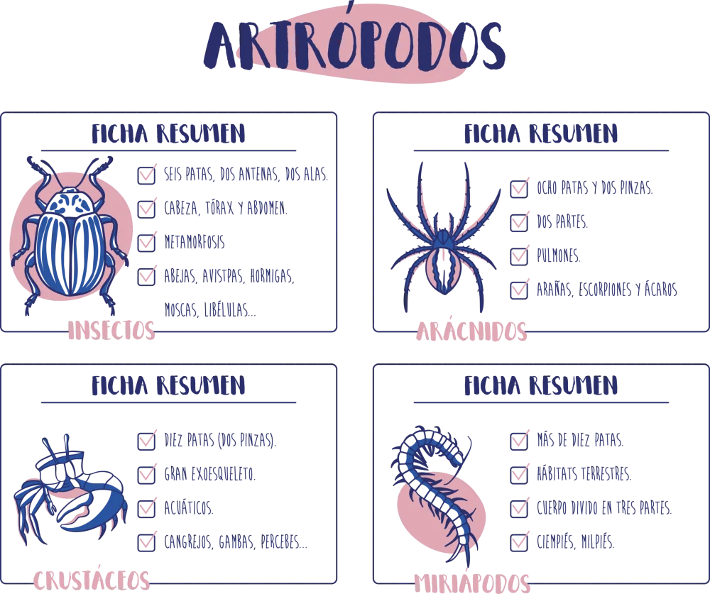 Diferencia entre arácnidos y crustáceos