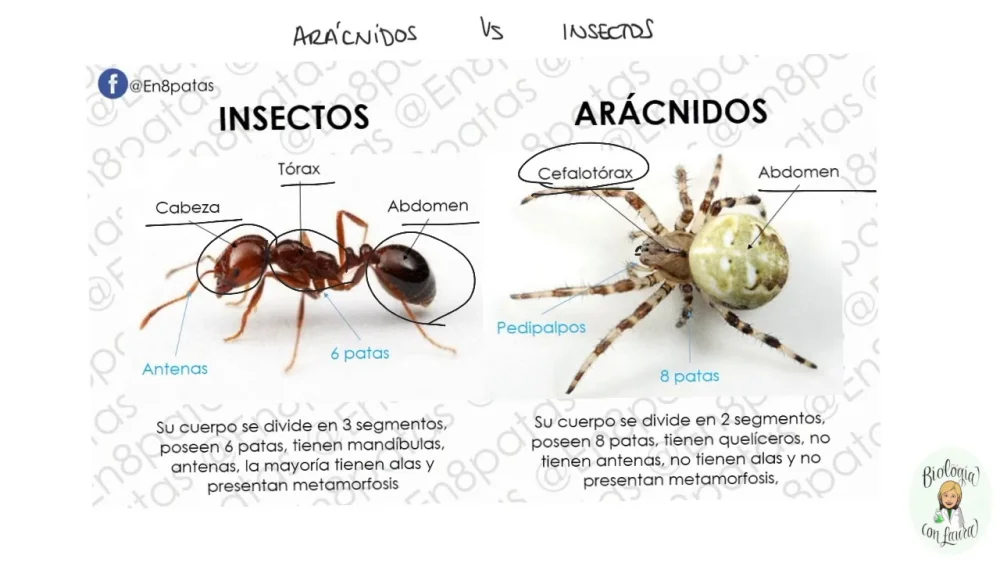 Diferencia entre arañas e insectos