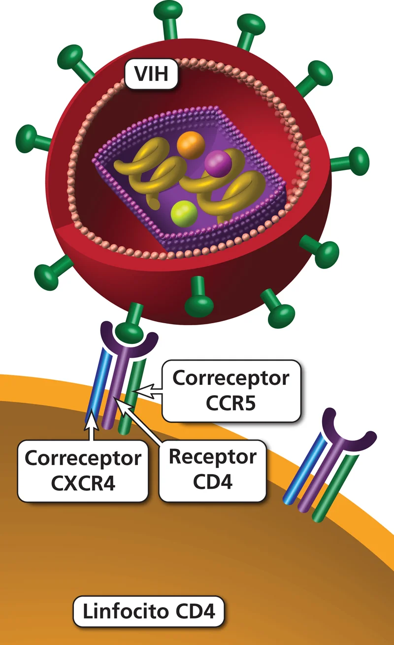 Diferencia entre CCR5 y CXCR4