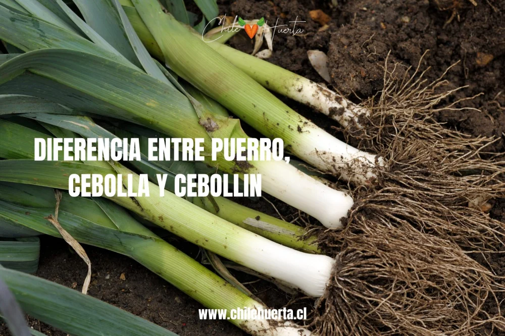Diferencia entre cebolletas y puerros