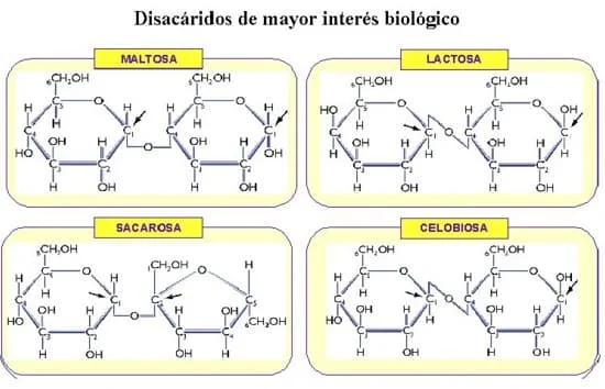Diferencia entre celobiosa y maltosa