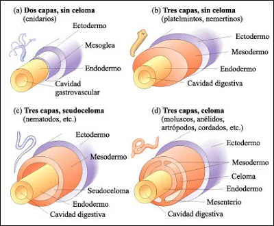 Diferencia entre celomado y pseudocelomado