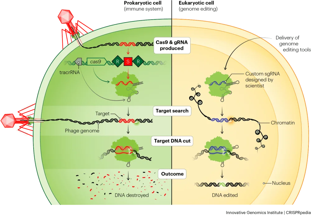 Diferencia entre CRISPR y Cas9