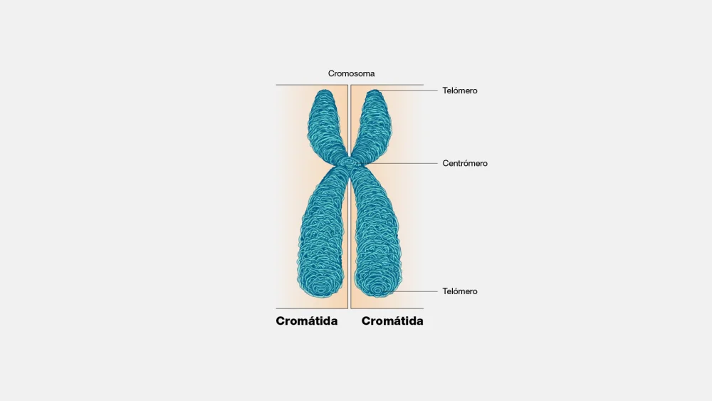 Diferencia entre cromátidas hermanas y no hermanas