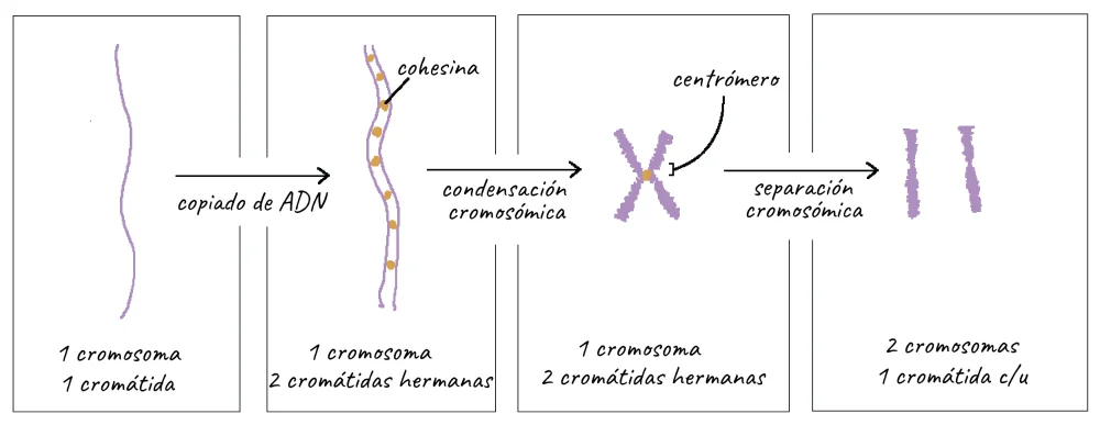 Diferencia entre cromatina y cromosoma