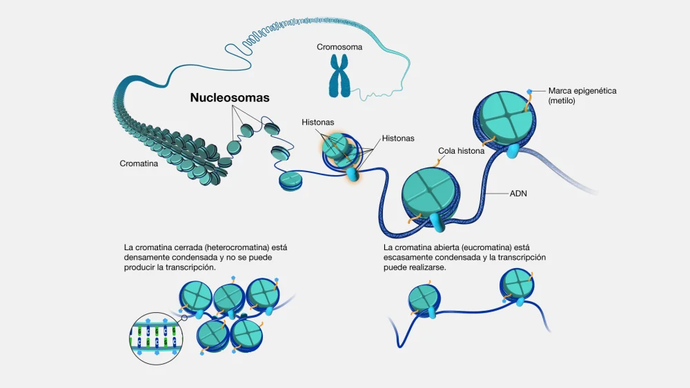 Diferencia entre cromatina y nucleosoma