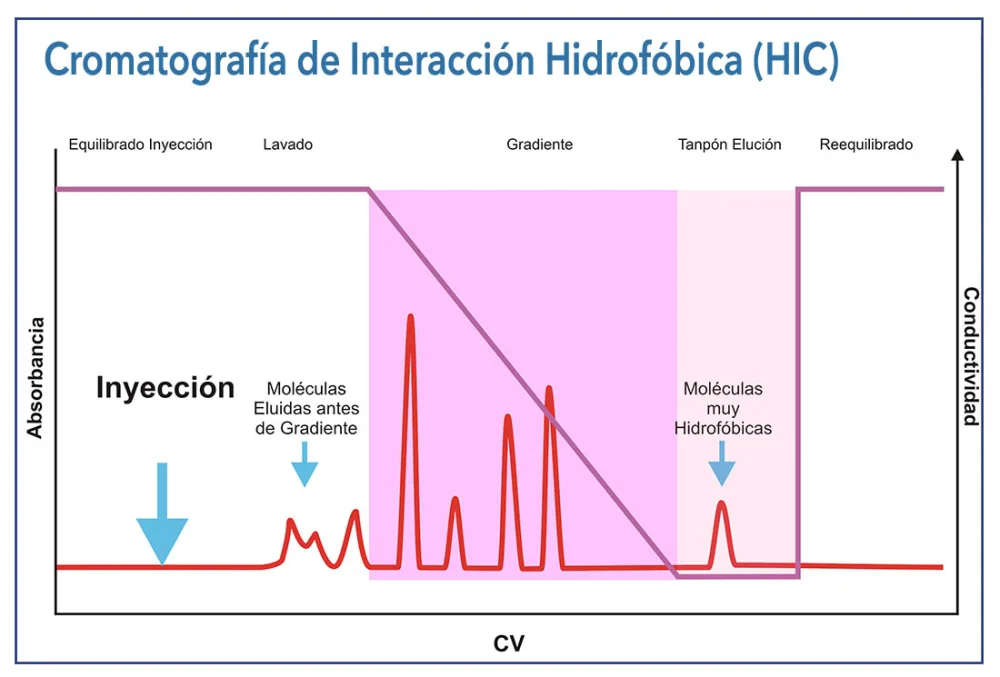 Diferencia entre cromatografía de fase inversa y de interacción hidrofóbica