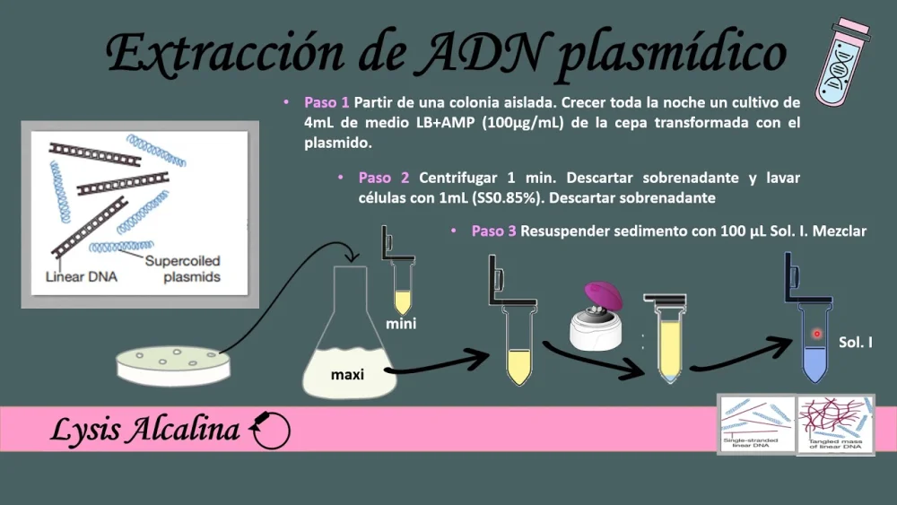 Diferencia entre el aislamiento del ADN genómico y del ADN plasmídico