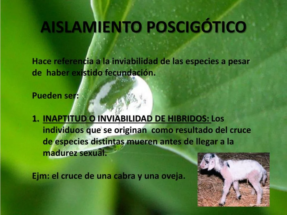 Diferencia entre el aislamiento precigótico y poscigótico