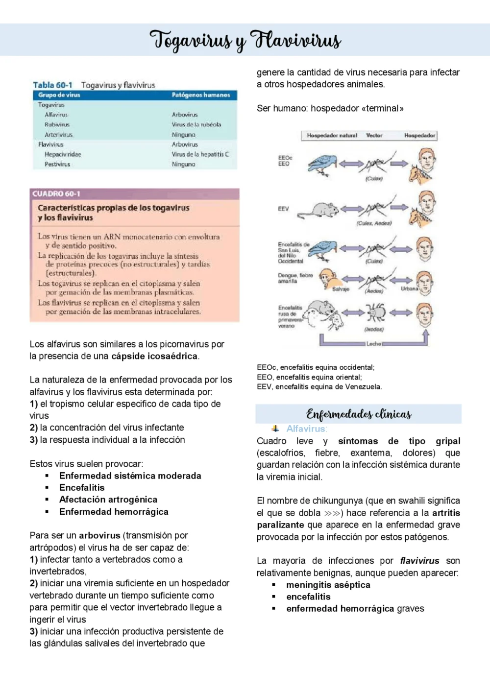 Diferencia entre el alfavirus (togavirus) y el flavivirus