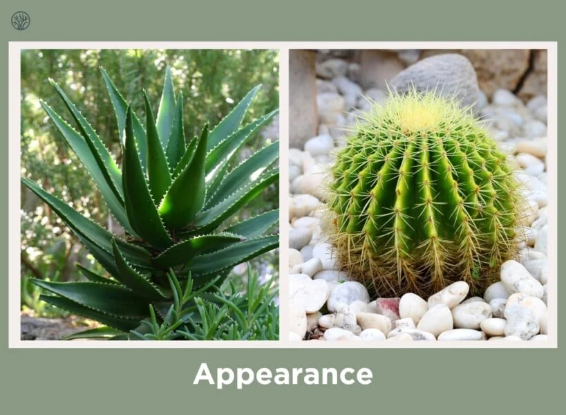Diferencia entre el aloe vera y el cactus
