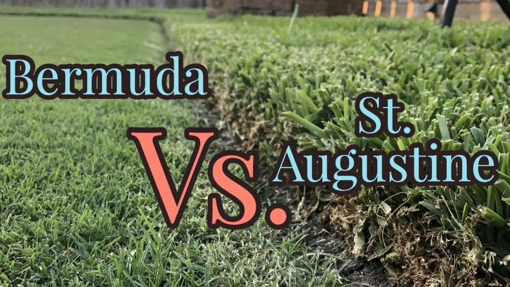 Diferencia entre el pasto Bermuda y el pasto San Agustín
