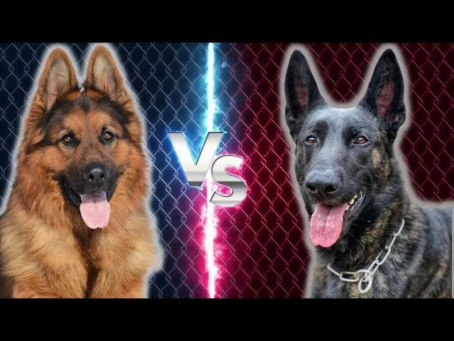 Diferencia entre el pastor holandés King Shepherd y el pastor alemán